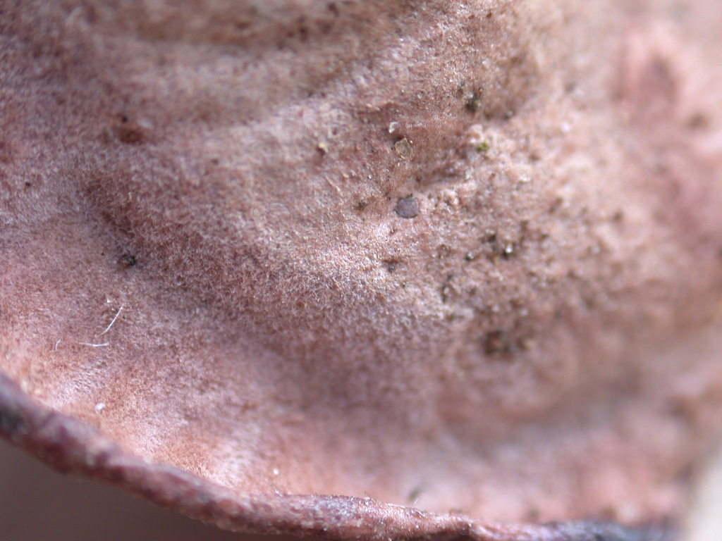 Difficile... chiss� ? QUIZ